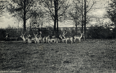 601901 Afbeelding van enkele herten in het hertenkamp van het Julianapark te Zuilen.N.B. Het Julianapark is per 1 jan. ...